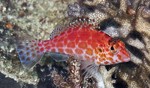 Pixy hawkfish